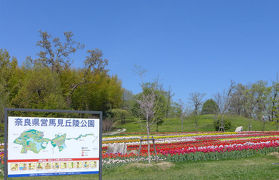 チューリップが見頃に！県営馬見丘陵公園　（1）