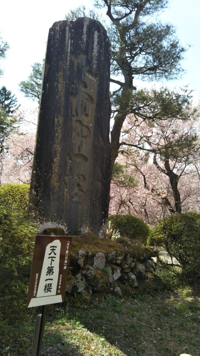 日本桜名所もそろそろ終盤!(信州限定)天下に名高い高遠の桜を見ずには終われない~<br /><br />天気は最高だし、人出も多そうだから絶景ポイントは無理かな?<br /><br />ところが、思いがけず高遠より素晴らしい隠れ名所発見!「春日城址」の花、花、花~これぞ百花繚乱と言える自然の中を散策出来た。<br /><br />伊那という地は、20代の頃一人でロープウェイを使わずに半分あの世へ近づきながら昇った山として忘れられない。<br /><br />夜遅く到着したのに、誰も心配しない肩すかし!翌朝見た青い富士山がこの世で一番素敵に思えた時代~