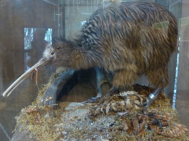 ニュージーランドとオーストラリアどうぶつハシゴ旅 クライストチャーチとキウイの巻 クライストチャーチ ニュージーランド の旅行記 ブログ By Takkeyurianさん フォートラベル