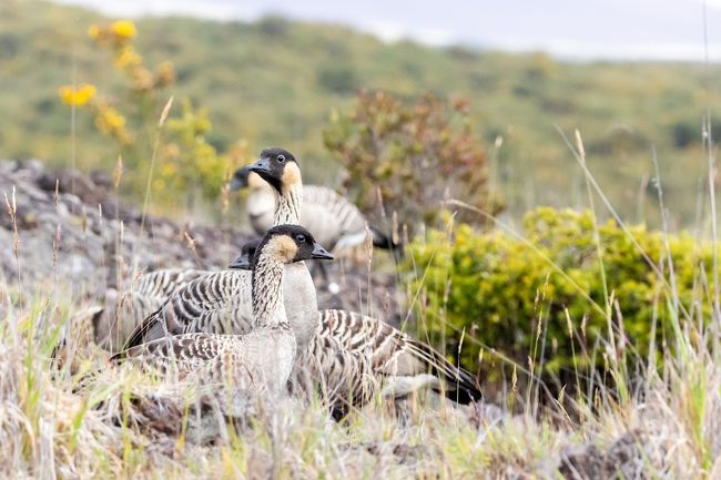 ハワイ固有の鳥たちに出会う旅もあっという間に3日目。この日の行き先は「ハカラウ・フォーレスト国立野生生物保護区」。一般は立入が禁止されている区域ですが、入場許可を持っている現地ガイド・長谷川久美子さんのおかげで、とてもレアな体験をしました。コアとオーヒアの森の中で、希少なハワイ固有の鳥たちが飛び交う中を散策した1日。