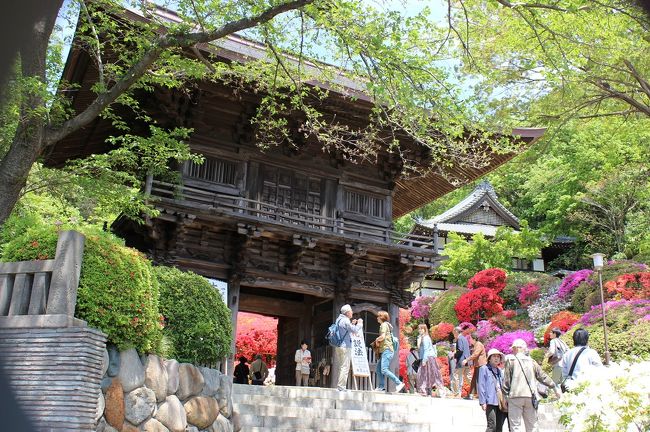 過日、朝刊にこの時期の行楽に関しての記事が載った。<br /><br />桜の時期が過ぎて、次は満開の躑躅か。<br /><br />東京文京区の根津神社の躑躅も有名で、この時期、産廃では無く、満開の躑躅鑑賞に訪れる人で、根津近辺は人出でにぎわう。<br /><br />新聞の記事に誘われ、ようやく好天に恵まれたゴールデンウイーク中の一日、住まいの綱島から、バスで横浜市営地下鉄新羽駅へ。<br /><br />新聞で取り上げられた躑躅の名所とでも言うか、この時期の行楽地として、川崎市神木本町の等覚院へのコースは私の住まいからは下記のコースになる。<br /><br />東急東横線、綱島駅→（市営バス74系統・新羽駅行き）市営地下鉄ブルーライン新羽駅→あざみ野駅<br />　　　　　　あざみ野駅→（田園都市線）梶ヶ谷駅、→（東急バス梶ヶ谷～向ヶ丘遊園行き）神木不動前下車。<br /><br />東急バスにて神木不動前で下車すると、信号の手前に、等覚院入り口の表示が出ている。バス通りを横断して、表示に従って住宅街の背景をなす緑成す高台の方へ向かって車がやっとすれ違いられるほどのわき道を入ると、既に道なりに周辺の住宅の石垣にも満開の躑躅が連なる。<br /><br />目の前の高台を背にして、堂々たる山門が満開の躑躅と共に迎える。<br /><br />高台の斜面を利用して、神木山長徳寺、院号が等覚院の本殿等が彩も豊かな躑躅に囲まれて配置されている。<br />先日の足利フラワーパークと同様、此処も、新聞の記事に刺激されたか、先ず老人の群れ。<br />スマホや、長い玉を装着したカメラを構えたりしている人・人。、斜面に建てられた山門や本殿の前は狭く、とてもゆったり構えて鑑賞する訳にもいかない。<br /><br />白い花、赤い花、ピンク、薄紫等、斜面を彩り、くっきりと晴れた空へ立ち上がる屋根の裾を際立てるように、幾重にも重なって咲き誇っている。<br /><br />兎も角狭い寺の境内は、此処も人で埋まった。<br /><br />10連休と言う今年のゴールデンウイーク、近場で手頃な行楽地と言う事か。