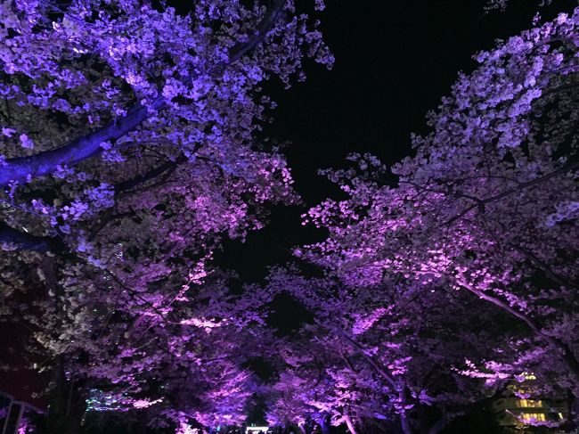 夜桜ライトアップが見たくなり、ついでに遊園地も楽しめると、よみうりランドに行ってきました。<br /><br />電車に揺られること1時間以上、電車大好きな息子くんはじっとしていられず、お菓子で釣ったりしながら京王よみうりランド駅へ到着。<br /><br />駅からはゴンドラスカイシャトルに乗って、一気に頂上へ。