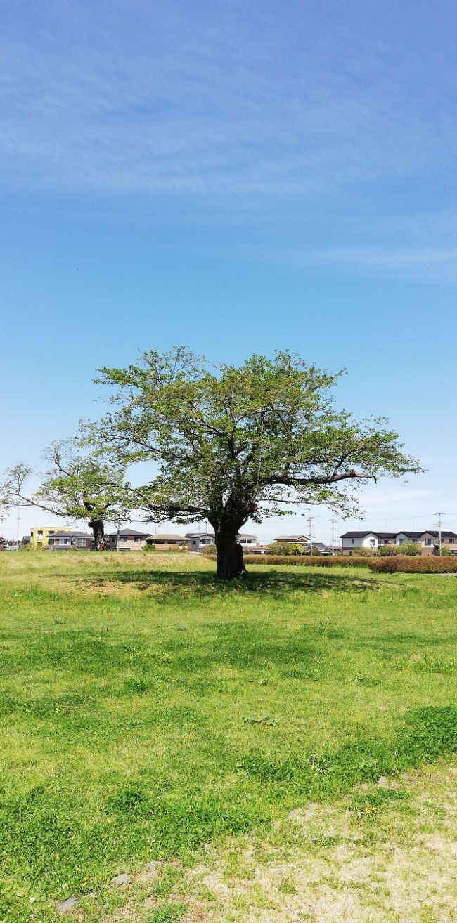 一ヶ月半位茨城県の桜探しでの感想です。<br /><br />早い時期に見れる河津桜はあちこちで見ることが出来るが、まとまって見れるところを探しても、なかなか見つからなくてフラワーパークでいい感じのが見ることが出来たのが収穫だった。<br />終わり頃に雨引観音の斜面にあることが分かつたが、すでに半分以上散ってしまった後で残念。<br /><br />ソメイヨシノはどこでも見れるので苦労することはなかつたが、いい感じでみるなら総合運転公園や川沿いがいい感じみれる。<br />川沿いのお勧めは、岡堰、福岡堰、利根役場前、土浦など<br />公園のお勧めは<br />かみね公園、十王パノラマ公園、静峰ふるさと公園、桜川、常陸風土紀の丘など<br />車で桜のトンネルをくぐるなら北山公園<br />筑波山とのコラボは母小島遊水池<br />後は高萩のさくら公園や日立駅前通り<br />八間堀川沿いの桜並木<br /><br />シーズンのあいだいつでもというなら日本花の会の結城農場かある<br /><br />今シーズンはほとんど行けてないが神社とさくら、お寺とさくらなどは来年以降の課題にしたい<br /><br /><br />表紙の写真は<br />常陸国分尼寺跡にあった葉桜