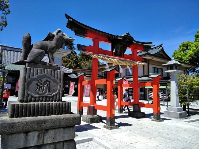 東松山市には「東松山ぼたん園」の他にも「箭弓稲荷神社」に大正12年からの歴史ある牡丹園があります。<br />近場の日帰り旅行なのでお天気と開花状況を睨み合わせ、今日こそ見頃だと踏んで「東松山ぼたん園」に行ったついで？に「箭弓稲荷神社」にも立ち寄りました。<br /><br />