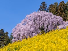 桜めぐり２０１９