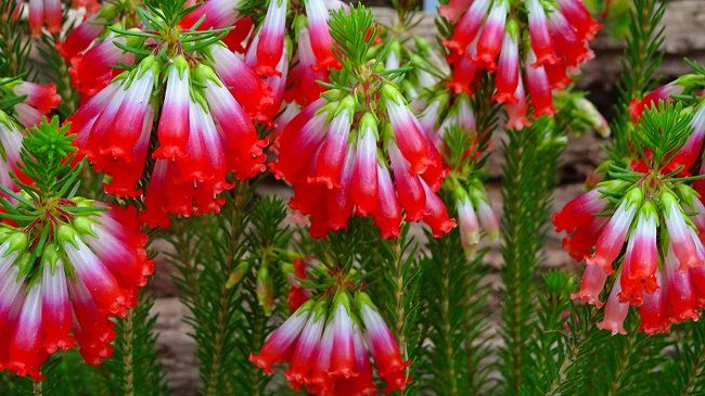上巻からの続きです。<br /><br />写真は、マザーヒースの花。