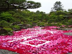 牡丹の饗宴