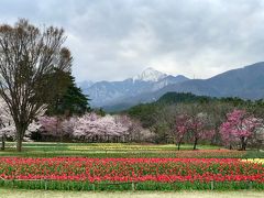 レンタカーで花と雪山を見る安曇野巡り