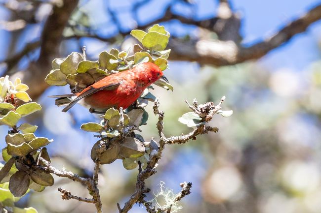 ハワイ固有の鳥と植物に出会う旅、4日目と帰国日の記録です。溶岩と星空だけじゃない、ハワイ島の新たな面を知る旅の最終回です。