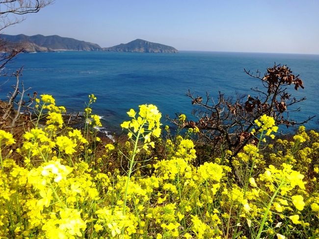 　最近、島をテーマに旅を続けていますが、近くに住みながら一度も足を踏み入れることがなかった「対馬」を訪問することになりました。<br />　きっかけは、同じ町内に住む田吾作さんと宮ちゃんが、町内会の会合で「そろそろ３人トリオでどこか行こうか？」と誘ってくれたことでした。<br />　この３人トリオは同年代でよく旅をしていますが、久々の３人トリオ旅行（四国旅行以来）ということもあり、町内会の議題はそっちのけで、訪問地の話で盛り上がりました。結果、３人とも訪れたことがない場所が「対馬」で、ほぼ「即決」状態で訪問地が決まりました。（町内会の役員決めはなかなか決まりませんが・・・）&lt;笑&gt;<br /> ３人トリオの中ではいつも役割が決まっていて、運転は元タクシードライバーの田吾作さん、全旅程決めとチケット等の手配は旅慣れたコスモスが、そして、道中の車内でのＢＧＭ係は宮ちゃんとなっています。（宮ちゃんは歌が上手で、敬老会の時にはいつも自慢ののどを披露しています）<br />　準備万端で福岡空港から飛び立ったコスモス一行でしたが、一生忘れられない旅になるとはその時思いもしませんでした。それでは珍道中をご覧ください。