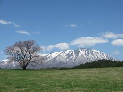 小岩井一本桜はまだまだこれから