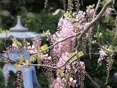 子安地蔵寺の藤　関西花の寺の札所です。見頃でした。