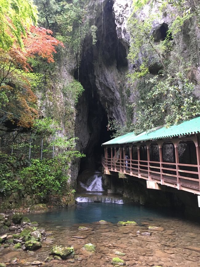 2019年GW、綺麗な景色に癒されたい。そこで国内の絶景を調べていたら、山口県の角島大橋と元乃隅神社がヒット。<br />めっちゃ綺麗!行きたい(*≧∀≦*)!<br />ついでに、岩国で錦帯橋も見て、山口県を満喫しちゃおう♪<br />という計画で出発した山口旅。途中いろいろあって、メインの2つに行けなかったという結末に。そんな旅もあるさ。<br /><br />4/29 AM 錦帯橋 <br />PM 秋芳洞 →※今回<br />4/30 萩散策<br /><br /><目的><br />● 秋芳洞<br /><br />※●:達成、△:一部達成、×:未達成