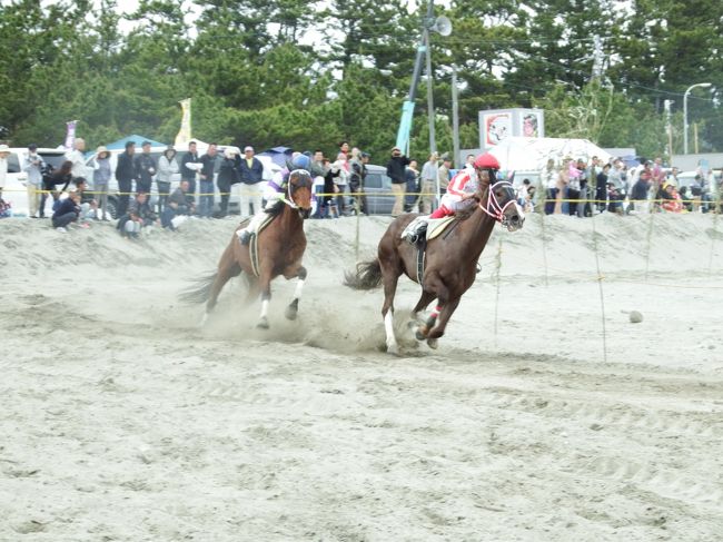 第43回 さがら草競馬大会。(牧之原市)<br /> 10:00~ 予選レース<br /> 13:30~ 決勝レース<br /><br /> 毎年恒例の草競馬。<br /> 海水浴場の砂場を整理して馬場を作り競馬です。<br /> 今年は天候良し、風もなし、絶好の行楽日和でした。<br />