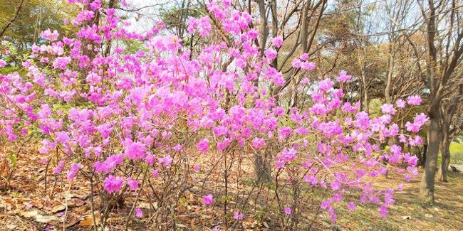 春のソウルと推しの舞台を楽しみに、１泊２日でひとりうろうろソウル旅。<br />旨いものと激安ショッピングも満喫。<br />今回は漢江の南側のみです。