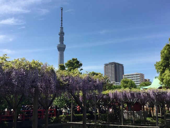 １．（東京メトロ南北線・東大前駅より徒歩１０分）<br />　　根津神社＜つつじ＞<br />　　　　<br />２．（東京メトロ半蔵門線・錦糸町駅より徒歩１０分）<br />　　亀戸天神社＜ふじ＞<br />　　<br />３．（東京メトロ半蔵門線・清澄白河駅より徒歩３分）<br />　　　清澄庭園＜シャガ＞<br /><br />３か所の美しい花を愛で、根津神社で「酒まんじゅ」・亀戸天神で船橋屋「くず餅」に舌鼓を打った。