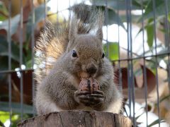 心の安らぎ旅行（2019年1月井の頭自然文化園・動物園へPart2　リスはやっぱり可愛いねぇ♪　）