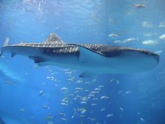 海洋博公園散策　沖縄美ら海水族館　海洋文化館　熱帯ドリームセンター