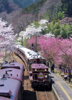 2019年４月「わたらせ渓谷鐵道」花桃の饗宴のような神戸駅にて