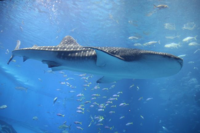 沖縄美ら海水族館