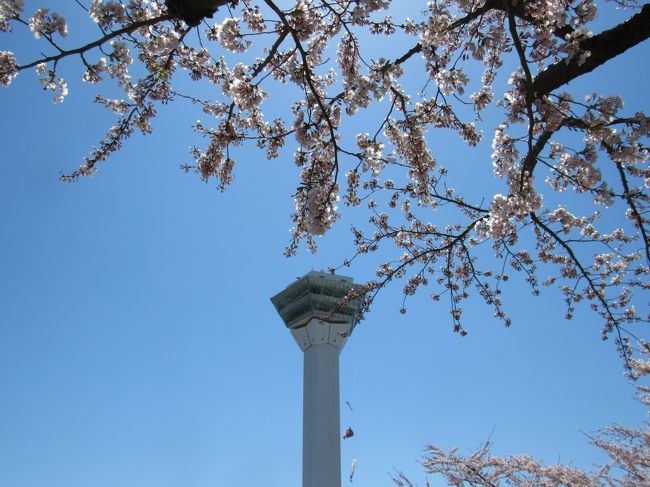 青森2泊の後、新幹線で函館へ。<br /><br />1日雨で、ホテルへ直行。<br /><br />翌日は、快晴、GW、満開と混雑の3拍子揃い、どこにいっても大混雑でした。<br /><br />柏木の桜通りから歩いて、ラッキーピエロ人見店でラーメンと餃子を頂きました。<br /><br />五稜郭の人の凄さにΣ(・□・;)、宿で休んで、函館空港から帰りました。