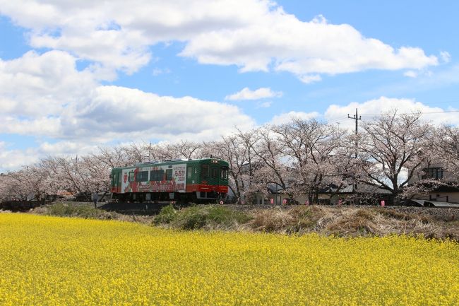 栃木の真岡は、桜と菜の花のコラボのスポットとして数年前から行きたいと思っていましたが、なかなか条件が整わず行けなかったのですが、今年ようやく行くことができました。<br />その前後に、4traの方の旅行記で知った、群馬の館林・鶴生田川の桜と、茨城・福岡堰の桜にも行ってみました。<br />真岡の桜は、北真岡の桜と菜の花がすばらしかったですが、近くの行屋川沿いの桜もすばらしかったです。<br />館林・鶴生田川の桜は、圧巻のこいのぼりと桜が見事でした。<br />茨城・福岡堰の桜は、すでに葉桜が多くなってしまったのと到着時に天候が崩れてしまい、翌年以降、改めて行ければと思います。<br /><br />