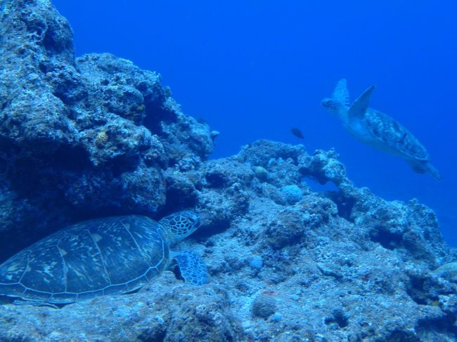 1st Diveから2年7ヶ月で100本目に到達しました。<br />100本記念は石垣で。<br />マンタには会えなかったけど、たくさんのウミガメに会えました。<br />初日~2日目編。<br />
