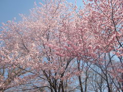 2019年4月・雑感１２（最終回）