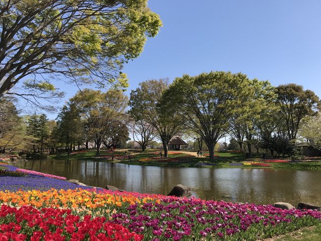 渓流広場のチューリップと満開の桜と菜の花、トリプルで楽しめました。<br />久しぶりのチューリップ、以前来た時は見ごろを過ぎた頃でしたが、<br />今回はまだ蕾もたくさん、これからまだまだ楽しめる最高のタイミングでした。<br /><br /><br />昭和記念公園は国営公園で東京ドームの約４０倍という広さです。<br />四季折々いろいろな花が咲いています。すぐの<br /><br />渓流広場のチューリップ畑はオランダのキューヘンホフ公園の園長を務められていた方の監修でチューリップガーデンが作られ、さらに発展させ今はオリジナルデザインになっらものだそうです。<br />確かにキューヘンホフに似ているかもですね。