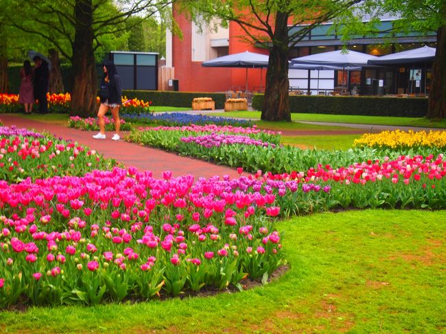 ３年振りに母とのヨーロッパ旅行をと思い立ち、２月後半にツアーを探し始めました。<br />私が転職をするタイミングで、開いている期間という事で、４月後半で空いていたオランダ・ベルギー６日間のＪＭＢツアー（添乗員さん付き）に決めました。<br />４泊６日、１３人（恐らく平均年齢６０オーバー）の和気藹々としたツアーでした。<br /><br />●日程<br />4/23　成田10：40（ＪＡＬ）⇒ヘルシンキ（フィンエアー）⇒アムステルダム17：４５<br />　　　バスでホテルへ　<br />4/24　アムステルダム市内観光　昼食後自由行動<br />4/25　キューケンホフ公園　キンデルダイク（風車・世界遺産）　ブリュッセルへ<br />4/26　ブルージュ観光　ブリュッセル市内観光<br />4/27　ブリュッセル11：40（フィンエアー）⇒ヘルシンキ17：３５（ＪＡＬ）<br />4/28　成田9：05到着