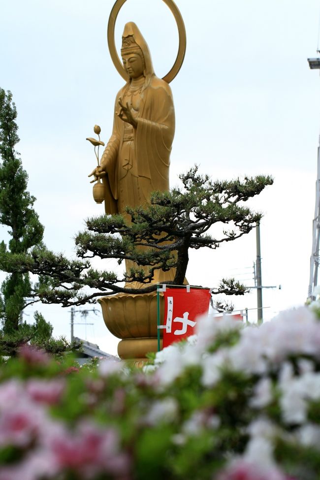 法雲寺のつつじ<br /><br />法雲寺は堺市美原区にある黄檗宗のお寺です。<br />つつじが綺麗に咲くお寺です。<br /><br /><br /><br /><br />