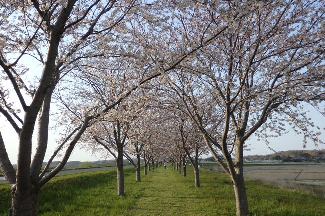 駅からハイキングの新コース「利根町さくらまつりと歴史めぐりハイキング」に参加したのですが、コース地図の裏側に書いてあった桜まつりのイベントのひとつ利根川クルーズ!国土交通省の巡視船「はるかぜ」に乗船しよう!に魅かれてしまい結局そっちに行ってしまいました。<br /><br />