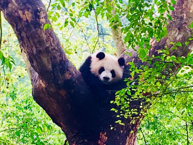 上野動物園にいるシャンシャンは、その所有権が中国にあり、生後2年後に中国に帰ることになっている。それに先駆け、新居となる臥龍パンダ繁殖センターを訪れた。それがメインで、ついでに成都観光もしてきた。<br /><br />1日目:BR765<br />2日目:臥龍パンダ繁殖センター<br />3日目:寛窄巷子、文化公園、百花潭公園、錦里、武侯祠<br />4日目:成都ジャイアントパンダ繁殖研究基地、都江堰<br />5日目:友人宅訪問、BR766<br /><br />後日追記:「中国野生動物保護協会と東京都によるジャイアントパンダ保護研究実施の協力に関する協定書」に基づき、上野動物園で生まれた「シャンシャン」は、満2歳になった時点で中国に返還されることになっていたが、日中合意のもと、新しい協定が締結され、返還は1年半延期されることになった。