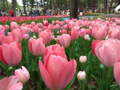 ’１９　茨城さんぽ６　ひたち海浜公園②（ 満開のチューリップ）