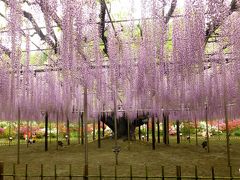 あしかがフラワーパーク・・雨でも色鮮やかな花たち♪