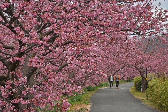 ２月中旬にひと足早い春を感じたくて、伊豆の河津桜を見る一泊二日のドライブ旅行に出掛けた。この旅行の一週間先に北海道への流氷ツアーを予約していたので、出来るだけ費用を抑えようと、伊東園グループのホテル下田はな岬泊とし、その行程は以下の通りであった。<br /><br />１日目：千葉～稲取でのきんめ鯛昼食～河津さくら祭り～下田泊<br />２日目：南伊豆町のみなみ桜～下田ペリーロード～稲取の吊るし雛会場～千葉<br /><br />２日目のみなみ桜は当初の予定には入れていなかったが、ホテルの夕食会場のお隣さんからその素晴らしさを聞いて、急遽追加した行程だった。<br /><br />第２回目は、上記２日目の模様となる。