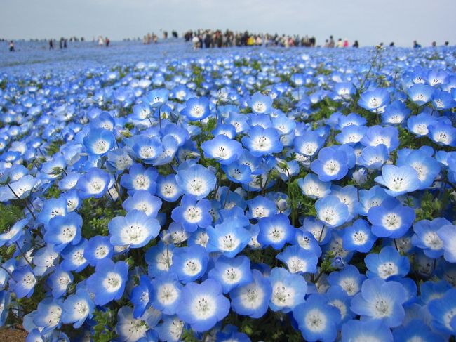 １９ 茨城さんぽ７ ひたち海浜公園 ネモフィラカレー ネモフィラ ひたちなか 茨城県 の旅行記 ブログ By たーさん フォートラベル