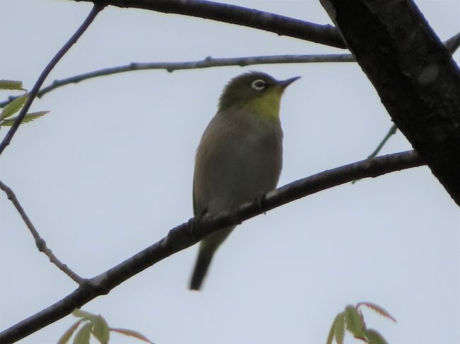 晴れおじさん「ちょっとそこまで」探鳥日記　(寒河江市)