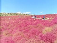 コキアの赤に染まるみはらしの丘