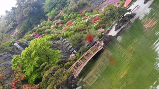 マダムの美食＆春花繚乱散歩～レストランKAJI・嬉野チャオシル・藤山神社・佐世保花園