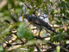 父娘２回目の２人旅　タイ中部ケンガチャン国立公園でヤイロチョウ探しとホアヒン観光　４日目