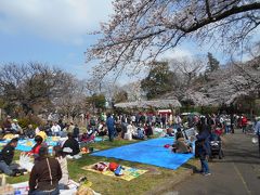 市川　桜　お花見　