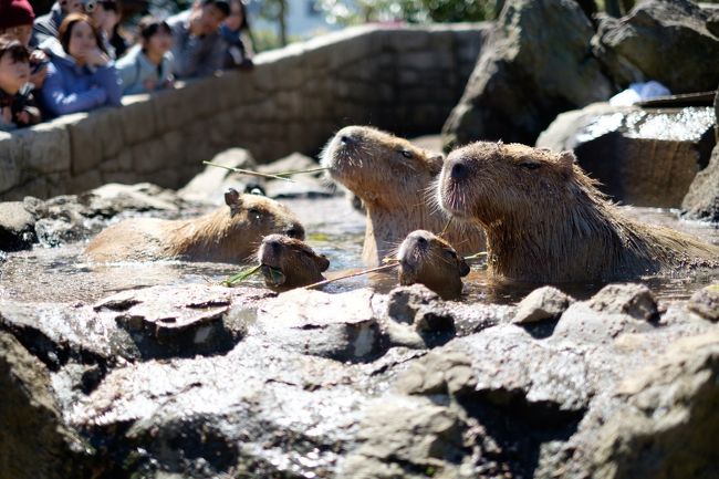 伊豆への卒園旅行は1泊2日、長男の大好きな生きものづくしの旅。<br />1日目は念願のizoo（爬虫類オンリーの超マニアックな動物園！）でトカゲやカメやヘビと戯れ、2日目はシャボテン公園でカピバラ温泉に癒されました＾＾<br /><br />宿泊は「伊豆高原ファミリーリゾートホテル M倶楽部」へ。クチコミどおり、子連れファミリーには最高に居心地よいホテル。<br /><br />関東では桜が満開の週末だったので、伊豆でもどこかでお花見できないかな～と探した結果、伊豆高原の桜並木が有名ということがわかり、帰る前にお花見散歩も♪