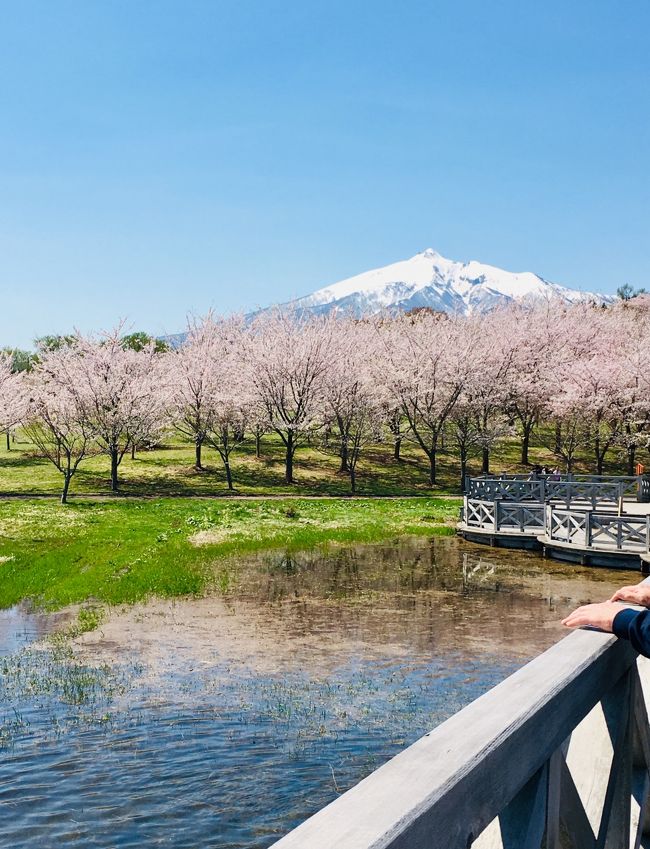 死ぬまでに見たい絶景 弘前城公園の桜   <br />これが見たい という事でGW前半にピントを合わせJTB旅物語に参加してみました<br />北上展勝地、角館、弘前公園、鶴の舞橋、津軽鉄道お花見列車で芦野公園 <br />と桜、桜、桜  桜まみれの２日間<br />２０１９年４月２８～２９日晴天に恵まれ弘前城、鶴の舞橋、芦野公園はまさに満開ど真ん中 <br />大当たりです<br />しかしいつもの気ままなフリー旅と違い集合時間を気にしつつ後髪を引かれてバスに駆け込む忙しない旅になりました