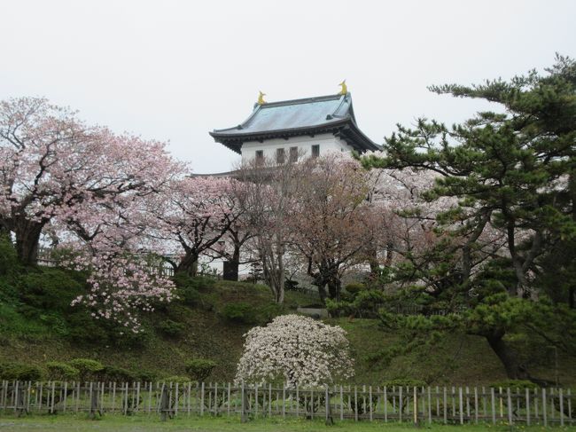 令和初日、函館から電車とバスを乗り継いで10,000本の桜が咲く松前城に行って来ました。<br />広い敷地に、桜が点在して伸びやかに咲いている様子に、大らかな北海道の土地柄を見ました。