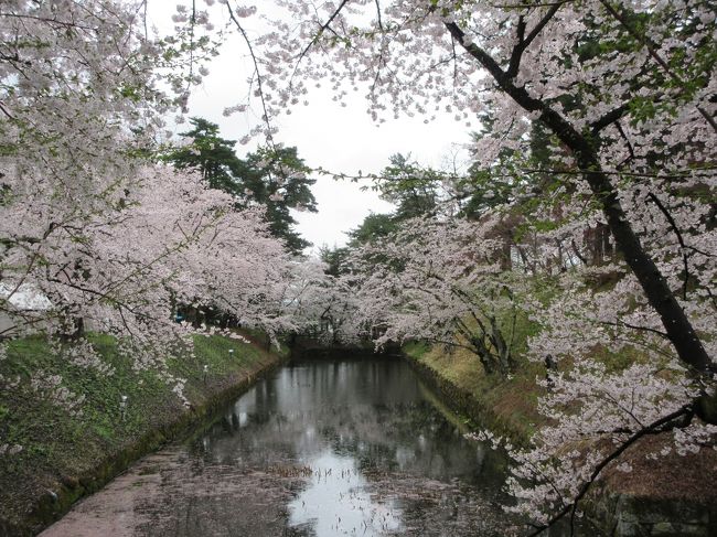 東京から1か月ほど遅れて満開になる桜を鑑賞するため、ある旅行会社が主催する1泊2日の“桜でつなぐ東北4名城とみちのく三大桜”ツアーに参加しました。<br />ツアーで出かけることは好きではありませんが、今回は時間がなかったことと、移動距離が長かったことを考慮して、新幹線とバスのツアーにしました。<br />訪れたところは仙台城跡、北上展勝地、角館武家屋敷通り、千秋公園、弘前城、盛岡城跡公園です。<br />あいにく2日間とも雨で寒かったですが、満開の桜や長く続く桜並木、大きく広がる枝垂桜などを鑑賞することができ、楽しい時間を過ごすことができました。<br />桜は晴天の時に鑑賞したかったです。<br />