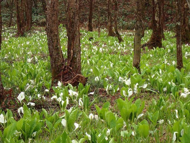 数年前にツアーで訪れたことのある角館…<br />その時見た枝垂れ桜の樹形の見事さに、これが咲いたらさぞや綺麗だろう…と、2年前に開花時期に合わせて勇んで申し込んだツアーは、悪天候のため飛行機が秋田空港に降りられず涙の中止に(^◇^;)<br />一方、こちらも数年前にツアーで宿泊した乳頭温泉郷・「鶴の湯旅館」さん<br />当然もう1度じっくりとあのお湯に入りたいよね…というのが願いの一つだった訳で<br />ならばこの2つをドッキングさせて(笑)桜の時期に乳頭温泉郷と角館に行ったらええやん(^_^)v、と勇んで計画を立てたのが今年の冬(12月or1月頃)のこと…<br />が!!あに図らんや肝心の「鶴の湯旅館」さんは、その時点で既に満室(^◇^;)<br />けど…なら、別のお宿に泊まって湯めぐりしたらええやん(^_^)v<br />…ということで<br />改めて計画を練り直しての秋田旅、素晴らしい温泉達と、桜だけでなく思いがけずミズバショウの群生にも出会えて、毎度ながらの大大満足(^^ゞ…<br />例によって備忘録代わりではありますが、少しでもどなたかの参考になれば幸いです(*^。^*)<br /><br />宿泊<br />1日目 水沢山荘<br />2・3日目 休暇村乳頭温泉(連泊)<br />4日目 妙乃湯<br />5日目 駒ヶ岳温泉<br /><br />※その1は妙乃湯さんチェックイン後から(^_^)