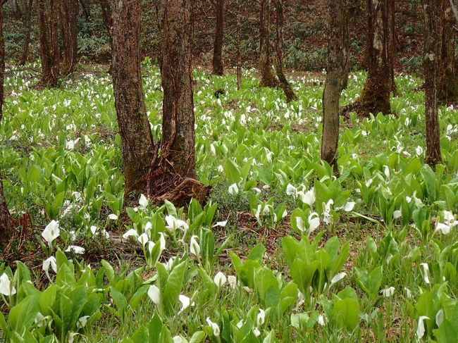 数年前にツアーで訪れたことのある角館…<br />その時見た枝垂れ桜の樹形の見事さに、これが咲いたらさぞや綺麗だろう…と、２年前に開花時期に合わせて勇んで申し込んだツアーは、悪天候のため飛行機が秋田空港に降りられず涙の中止に(^◇^;)<br />一方、こちらも数年前にツアーで宿泊した乳頭温泉郷・「鶴の湯旅館」さん<br />当然もう１度じっくりとあのお湯に入りたいよね…というのが願いの一つだった訳で<br />ならばこの２つをドッキングさせて（笑）桜の時期に乳頭温泉郷と角館に行ったらええやん(^_^)v、と勇んで計画を立てたのが今年の冬（１２月or１月頃）のこと…<br />が！！あに図らんや肝心の「鶴の湯旅館」さんは、その時点で既に満室(^◇^;)<br />けど…なら、別のお宿に泊まって湯めぐりしたらええやん(^_^)v<br />…ということで<br />改めて計画を練り直しての秋田旅、素晴らしい温泉達と、桜だけでなく思いがけずミズバショウの群生にも出会えて、毎度ながらの大大満足(^^ゞ…<br />例によって備忘録代わりではありますが、少しでもどなたかの参考になれば幸いです(*^｡^*)<br /><br />宿泊<br />１日目　水沢山荘<br />２・３日目　休暇村乳頭温泉（連泊）<br />４日目　妙乃湯<br />５日目　駒ヶ岳温泉<br /><br />※その１は妙乃湯さんチェックイン後から(^_^)