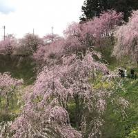春爛漫、福島・東北人の半端ない桜愛を見ました。