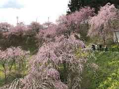 春爛漫、福島・東北人の半端ない桜愛を見ました。